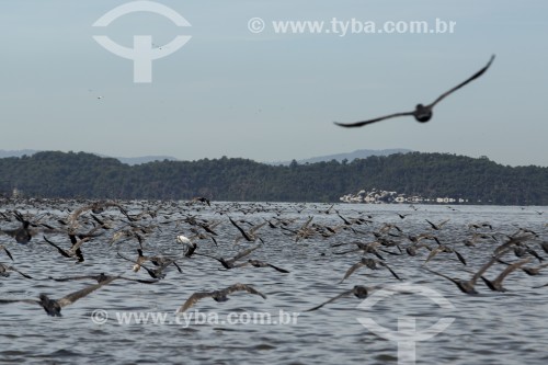 Revoada de aves no fundo da Baía de Guanabara - Magé - Rio de Janeiro (RJ) - Brasil