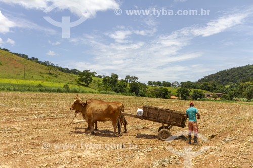 Trabalhador rural despeja esterco no solo durante plantio de milho orgânico - Guarani - Minas Gerais (MG) - Brasil