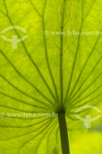 Detalhe de folha de planta no Jardim Botânico do Rio de Janeiro  - Rio de Janeiro - Rio de Janeiro (RJ) - Brasil