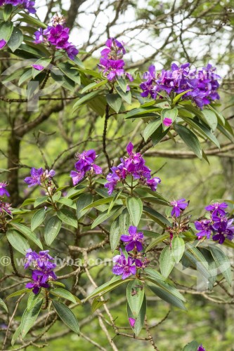 Flores de Quaresmeira (Tibouchina granulosa) no Jardim Botânico do Rio de Janeiro  - Rio de Janeiro - Rio de Janeiro (RJ) - Brasil