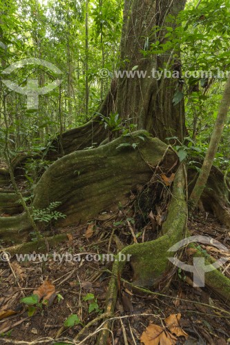Detalhe de raíz e tronco de árvore no interior de Floresta Atlântica - Reserva Natural das Águas - Antonina - Paraná (PR) - Brasil