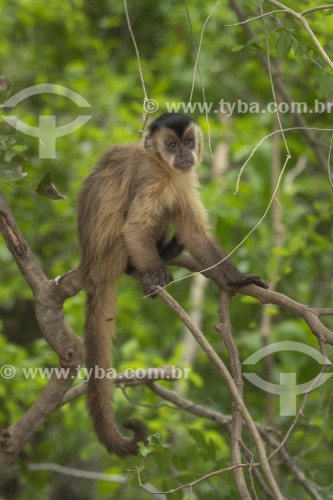 Macaco-prego-do-papo-amarelo (Sapajus cay) - Poconé - Mato Grosso (MT) - Brasil