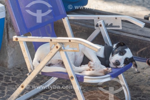 Cachorro dormindo em cadeira de praia - Praia do Arpoador - Rio de Janeiro - Rio de Janeiro (RJ) - Brasil