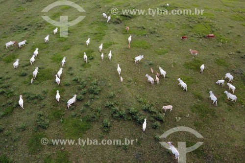 Foto feita com drone de pastagem com gado nelore - São José do Rio Preto - São Paulo (SP) - Brasil