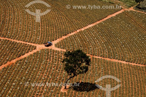 Vista aérea de plantação de Abacaxi - Fazenda Bartira - Canápolis - Minas Gerais (MG) - Brasil