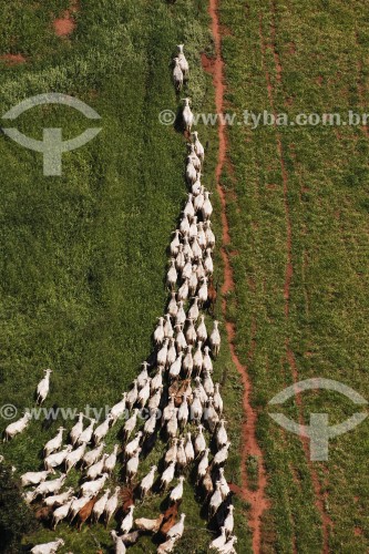 Vista aérea de criação de gado da raça Nelore - Fazenda Bartira - Canápolis - Minas Gerais (MG) - Brasil
