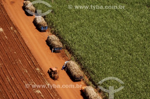 Vista aérea de caminhões transportando cana-de-açúcar - Fazenda Bartira - Canápolis - Minas Gerais (MG) - Brasil