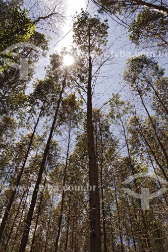 Plantação de eucaliptos - Montes Claros - Minas Gerais (MG) - Brasil