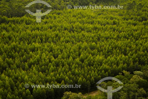 Vista aérea de floresta de Pinus - Joinville - Santa Catarina (SC) - Brasil