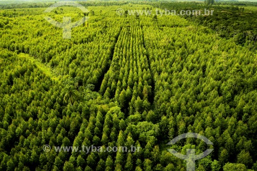 Vista aérea de floresta de Pinus - Joinville - Santa Catarina (SC) - Brasil