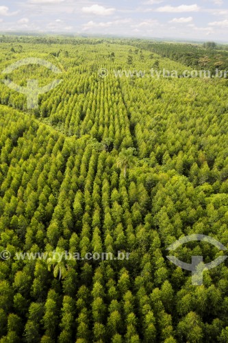 Vista aérea de floresta de Pinus - Joinville - Santa Catarina (SC) - Brasil