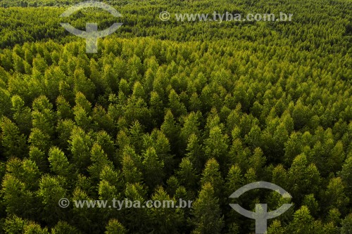 Vista aérea de floresta de Pinus - Joinville - Santa Catarina (SC) - Brasil