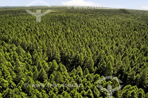 Vista aérea de floresta de Pinus - Joinville - Santa Catarina (SC) - Brasil