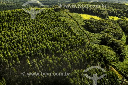 Vista aérea de floresta de Pinus - Joinville - Santa Catarina (SC) - Brasil