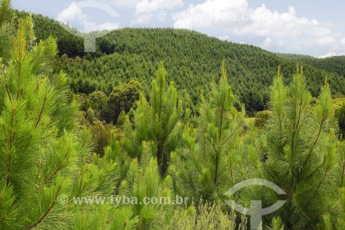 Floresta de Pinus - Joinville - Santa Catarina (SC) - Brasil