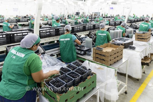 Trabalhadoras montando caixas de uvas de mesa Vitória em galpão de benefeciamento de frutas - Petrolina - Pernambuco (PE) - Brasil