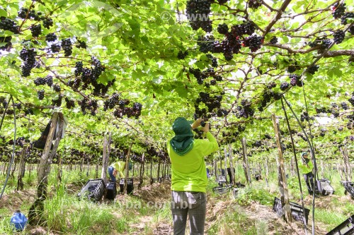 Trabalhadoras colhendo cachos de uvas de mesa em parreira da variedade vitória - Petrolina - Pernambuco (PE) - Brasil