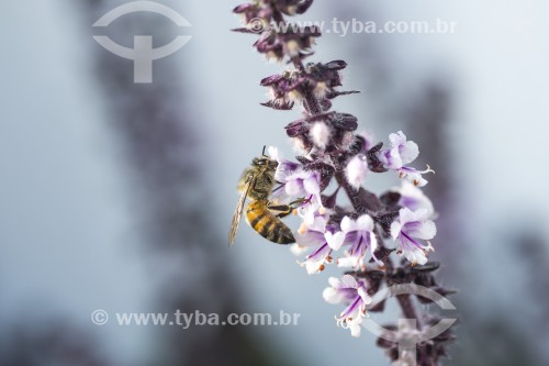 Detalhe de abelha polinizando flor de Manjericão - Xangri-lá - Rio Grande do Sul (RS) - Brasil