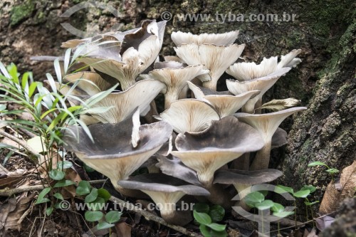 Cogumelos selvagens (fungo) na Reserva Ecológica de Guapiaçu - Cachoeiras de Macacu - Rio de Janeiro (RJ) - Brasil