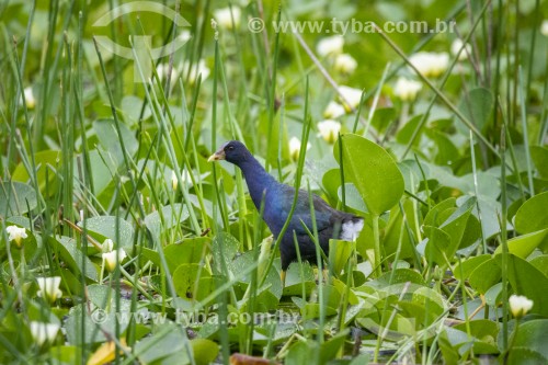 Frango-dágua-azul (Porphyrio martinica) - Reserva Ecológica de Guapiaçu - Cachoeiras de Macacu - Rio de Janeiro (RJ) - Brasil