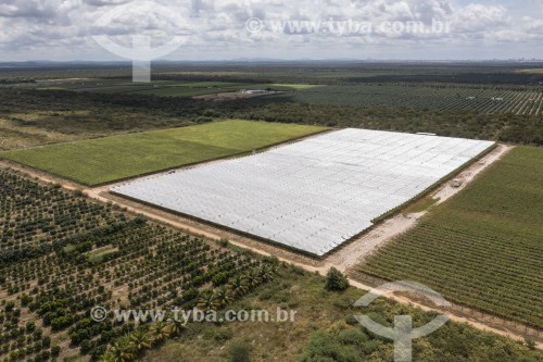Foto feita com drone da parreiras de uva de mesa - Petrolina - Pernambuco (PE) - Brasil