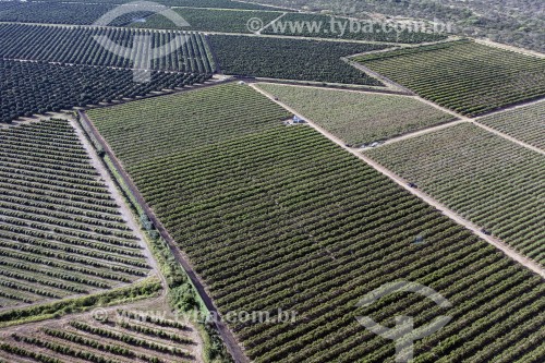 Foto feita com drone da parreiras de uva de mesa - Petrolina - Pernambuco (PE) - Brasil