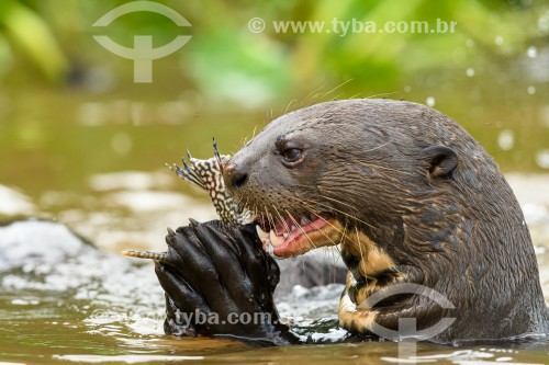 Ariranha (Pteronura brasiliensis) comendo peixe que acabara de caçar - Parque Estadual Encontro das Águas - Poconé - Mato Grosso (MT) - Brasil