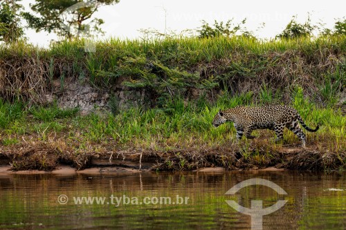Onça-pintada (Panthera onca) caçando no Rio Cuiabá - Parque Estadual Encontro da Águas
 - Poconé - Mato Grosso (MT) - Brasil