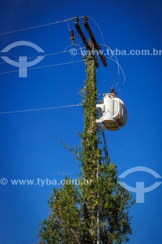 Vegetação em poste da rede elétrica - Guarani - Minas Gerais (MG) - Brasil
