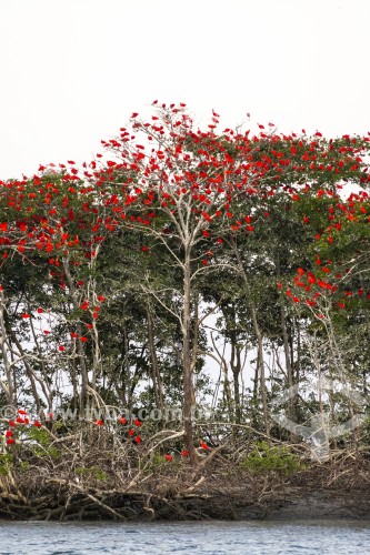 Grupo de Guarás-vermelhos (Eudocimus ruber) fazendo ninhos em árvores no Delta do Parnaíba - Araioses - Maranhão (MA) - Brasil