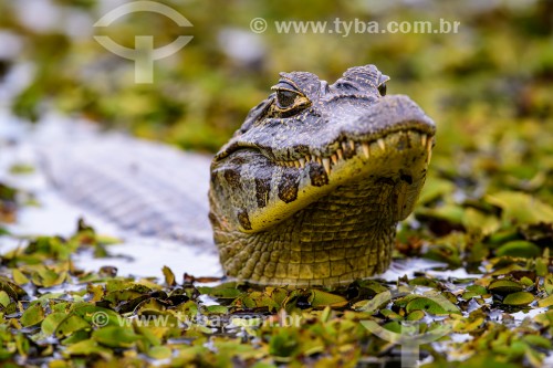 Jacaré-do-pantanal (Caiman crocodilus yacare) na Baía do Bamburro
 - Poconé - Mato Grosso (MT) - Brasil