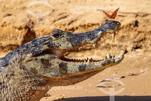 Jacaré-do-pantanal (caiman crocodilus yacare) e borboleta (Dryas iulia) - Parque Estadual Encontro da Águas
 - Poconé - Mato Grosso (MT) - Brasil