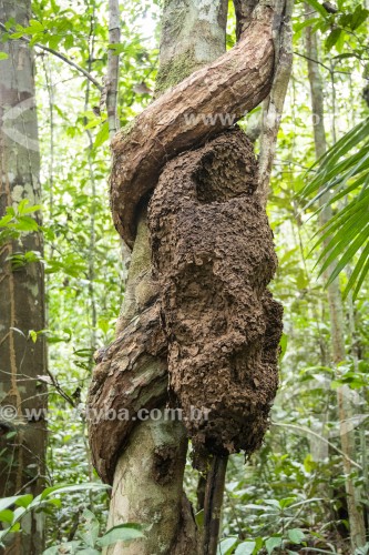 Grande formigueiro em tronco de árvore - Parque Nacional de Anavilhanas - Manaus - Amazonas (AM) - Brasil