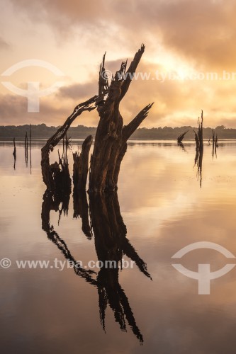 Vista do nascer do sol com árvores mortas inundadas no Rio Negro - Parque Nacional de Anavilhanas  - Manaus - Amazonas (AM) - Brasil