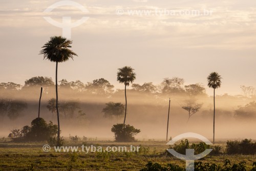 Vista de paisagem do Pantanal ao nascer do sol - Refúgio Caiman - Miranda - Mato Grosso do Sul (MS) - Brasil