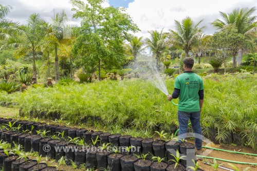 Homem regando plantas em floricultura - Guarani - Minas Gerais (MG) - Brasil