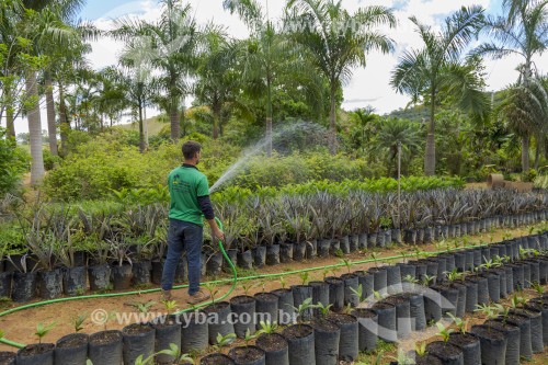 Homem regando plantas em floricultura - Guarani - Minas Gerais (MG) - Brasil