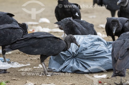 Grupo de Urubus-pretos (Coragyps atratus) revirando sacos de lixo - Paraty - Rio de Janeiro (RJ) - Brasil