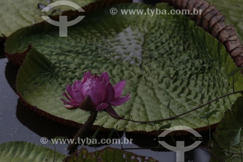 Detalhe da flor da Vitória-régia (Victoria amazonica) em lago - Manaus - Amazonas (AM) - Brasil
