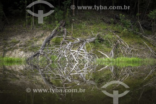 Reflexo de árvore morta na beira de rio - Manaus - Amazonas (AM) - Brasil