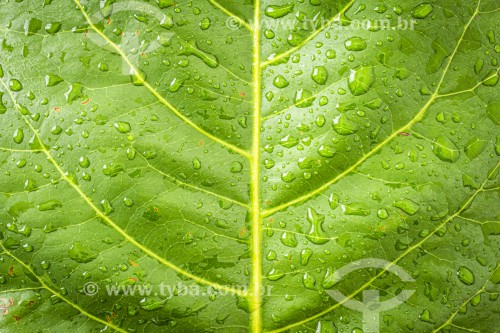 Close up de folha de amendoeira de praia (Terminalia catappa) com gotas de chuva - Florianópolis - Santa Catarina (SC) - Brasil