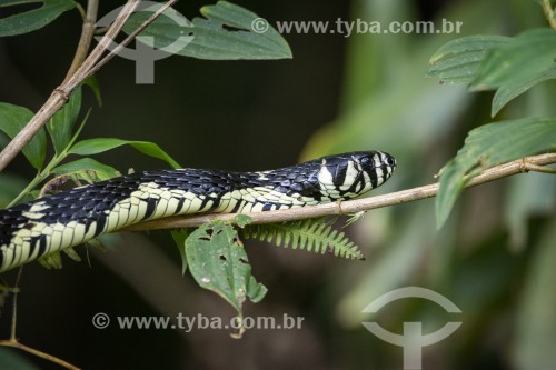 Cobra na Mata Atlântica próximo a Salto Morato - Guaraqueçaba - Paraná (PR) - Brasil