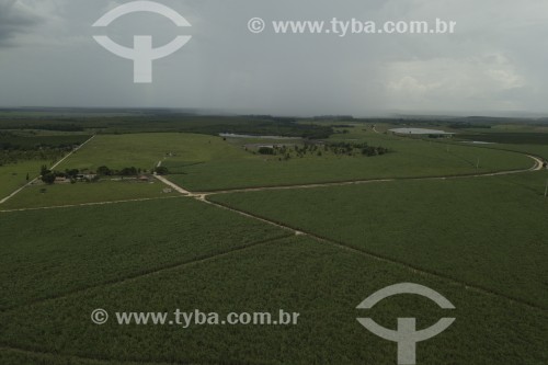 Foto feita com drone de plantação de cana-de-açúcar - Pinheiros - Espírito Santo (ES) - Brasil