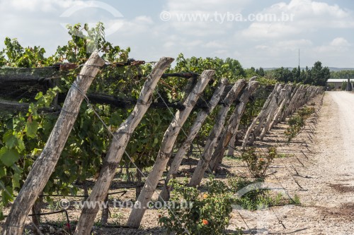 Plantação de uvas - Vinícula Susana Balbo - Mendoza - Província de Mendoza - Argentina
