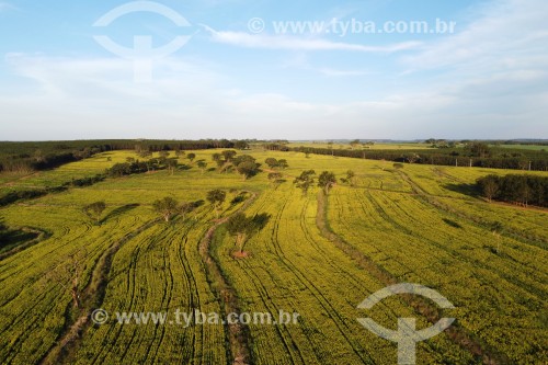 Foto feita com drone de plantação de Crotalária usada como adubação verde - Bálsamo - São Paulo (SP) - Brasil