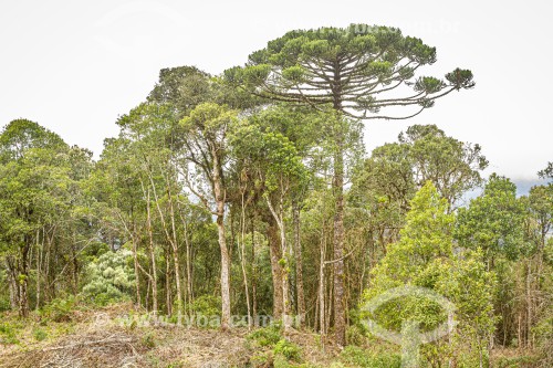 Araucária (Araucaria angustifolia) na vegetação - Bom Retiro - Santa Catarina (SC) - Brasil