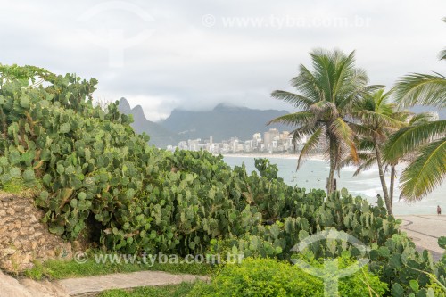 Cactos na vegetação da Pedra do Arpoador - Praia de Ipanema ao fundo - Rio de Janeiro - Rio de Janeiro (RJ) - Brasil