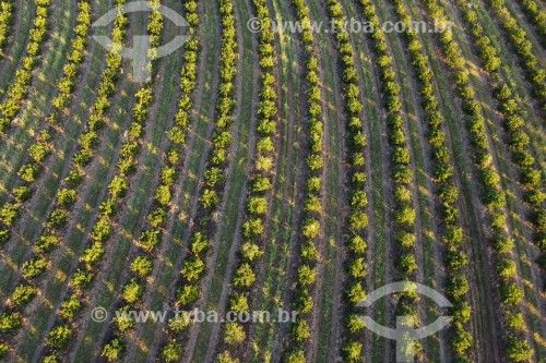 Foto feita com drone de Plantação de Laranja - José Bonifácio - São Paulo (SP) - Brasil