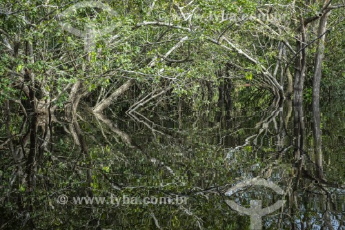 Floresta amazônica inundada pelo Rio Negro - Parque Nacional de Anavilhanas  - Manaus - Amazonas (AM) - Brasil