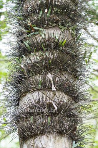 Detalhe de tronco de Palmeira com espinhos -  - Novo Airão - Amazonas (AM) - Brasil
